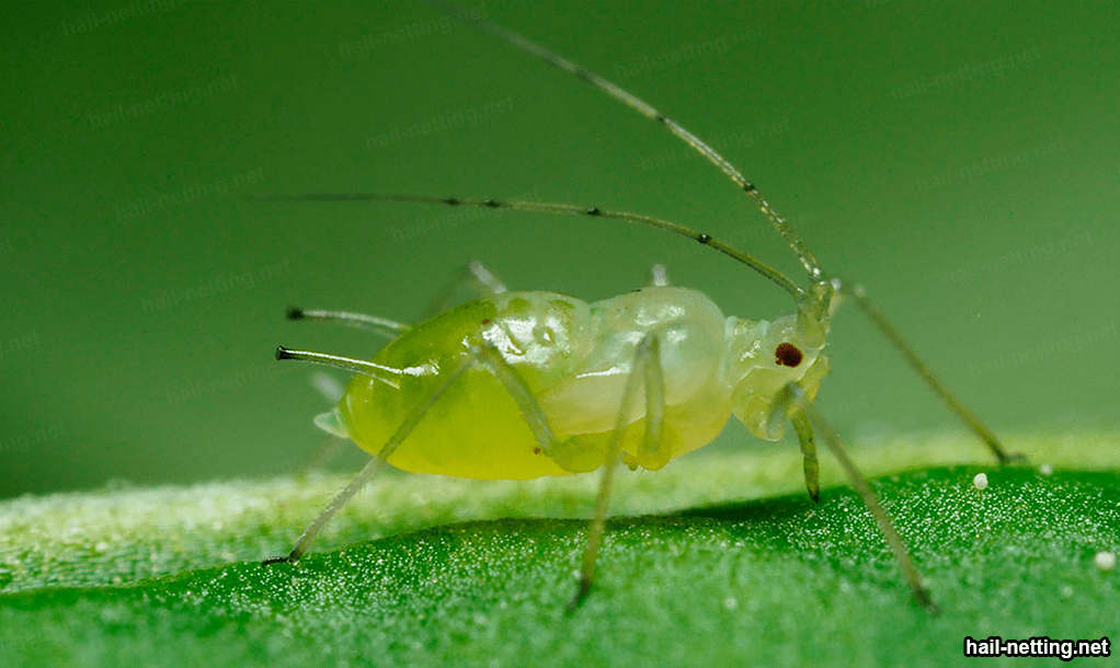 A closer shot of insect
