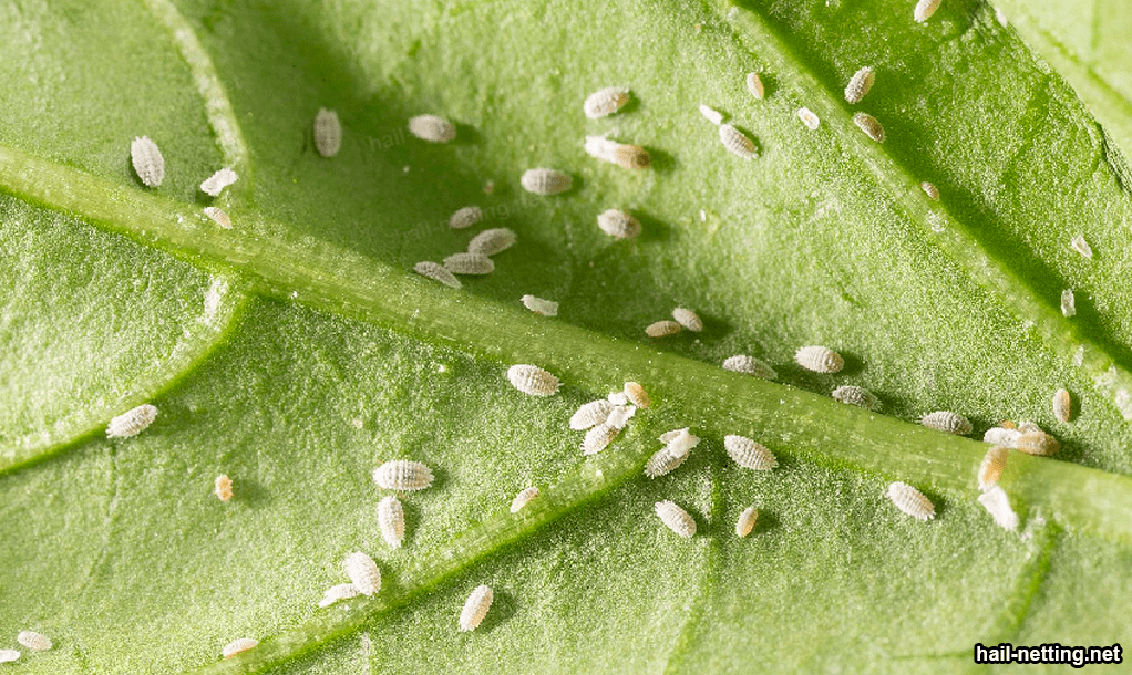 horticultural crops infected by aphids