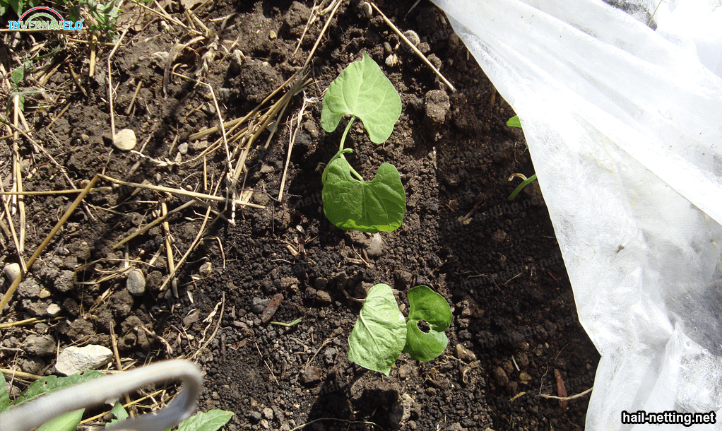 floating row cover on plants